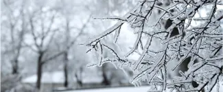 Frost-covered tree branches in a winter landscape, with ice-coated twigs in sharp focus and bare trees blurred in the snowy background